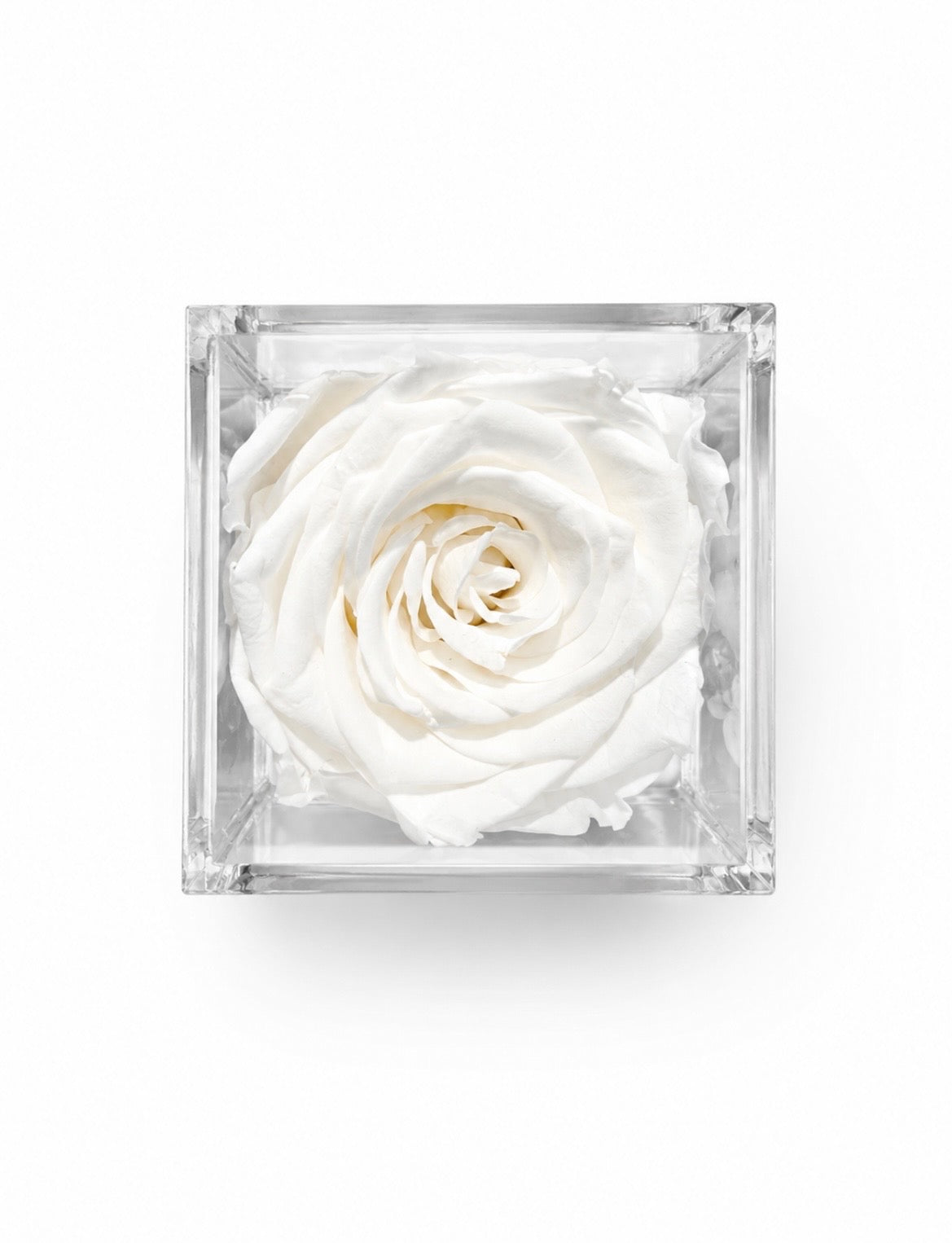 The Forever Rose