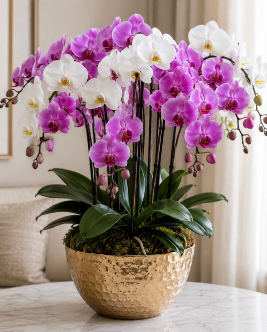 Premium Orchid Arrangement